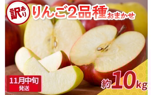 【2025年11月中旬発送】 【訳あり】 旬の美味しい りんご 約10kg 青森産 【おまかせ2品種】