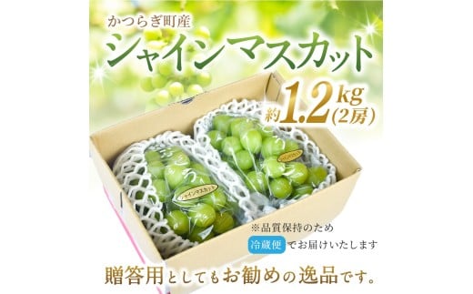 先行予約！ 朝摘み シャインマスカット 秀品 2房（約1.2kg）こだわり農家厳選！【2026年8月末から9月末順次発送予定】/ フルーツ ぶどう ブドウ 葡萄 マスカット 和歌山県 かつらぎ町 ジュ