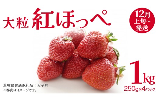 紅ほっぺ 大粒 250g（8～12粒）×4パック【2026年12月上旬発送開始】(茨城県共通返礼品：大子町) いちご 苺 果物 フルーツ 果実