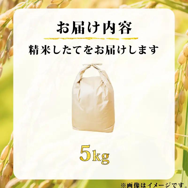 新米 令和8年産 ヒノヒカリ 5kg 米