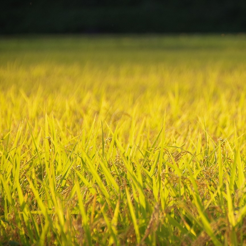 令和7年産 魚沼コシヒカリ 鳥屋ヶ峰山麓米(精米)４kg(2kg×2) お米 