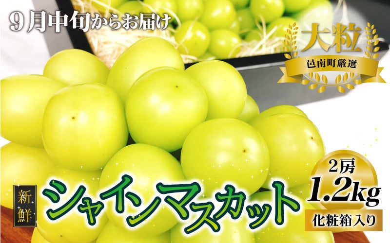 
新鮮フルーツ シャインマスカット 1.2kg 果物 くだもの 化粧箱入り【9月中旬からお届け】
