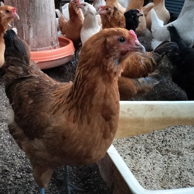 みんなのたまご　赤玉、白玉、青玉、三色の卵の詰め合わせ【配送不可地域：離島・沖縄県】