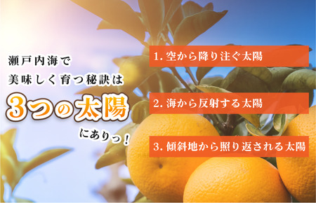 【先行予約】今治産　デコポン 3L～L 18～24玉 JAおちいまばり　2月中旬～3月中旬発送 [KB02510]