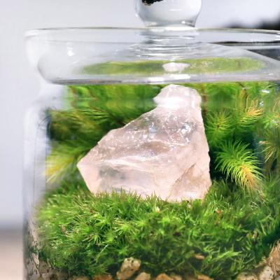 ふるさと納税 邑楽町 苔テラリウム 鉱石 ローズクォーツ(紅水晶)ガラスポットS 説明書付|09_chm-bp0101 |  | 01