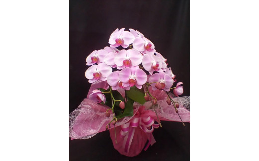 
コチョウラン　ピンク （スモールサイズ）
