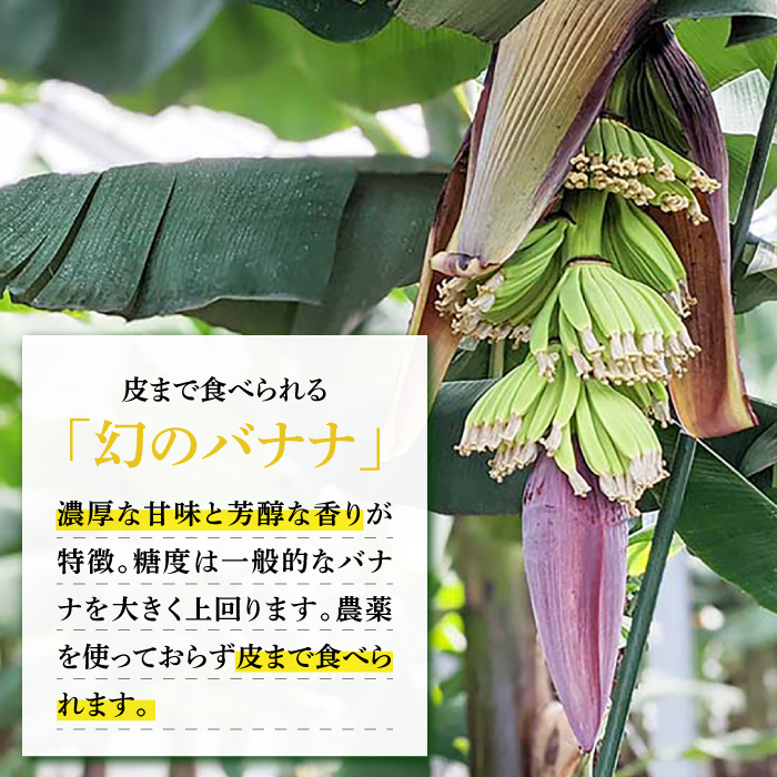 【皮ごと食べられる！】なかなかバナナ 5本 / バナナ フルーツ 果物 定期便 フルーツ定期便 / 南島原市 / ミナサポ 【SCW036】_イメージ2
