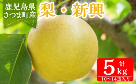 s094 ＜先行予約受付中！2025年9月中旬より順次発送＞鹿児島県さつま町産ナシ・新興(5kg・10～14玉入り)【大蔵果樹園】