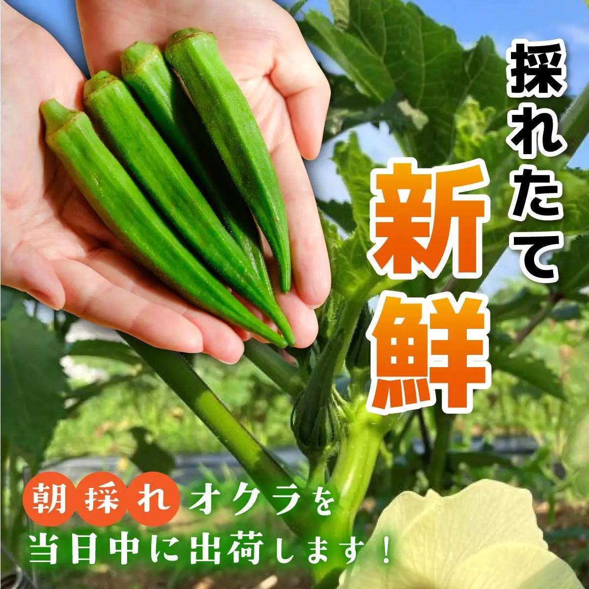 オクラ 食べ比べセット10本入り×10袋