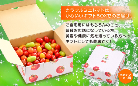 カラフルミニトマト5色アソート (赤、オレンジ、イエロー、グリーン、チョコ) 1kgギフト箱入 色とりどりの栄養カプセル！【とまと トマト ミニトマト 野菜 生野菜 美容 健康 新鮮 産地直送 贈答 
