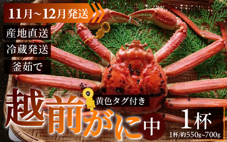 【先行予約】越前がに 中 (約550g～700g)×1杯【11月～12月発送】 日本海 直送
