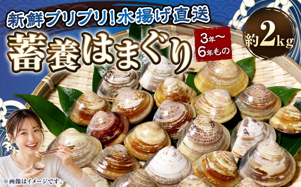 桑名はまぐり屋　蓄養はまぐり　3年～6年もの　2kg