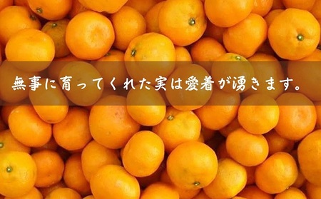温州みかん フジカワ 柑橘 温州みかん【約5kg】