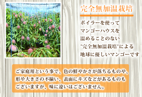 【2024年発送】徳之島 天城町産 完全無加温 完熟 マンゴー 家庭用 1kg