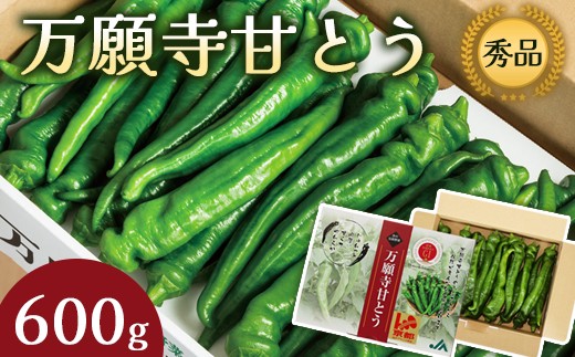 万願寺甘とう 秀品 600g / 野菜 国産 詰め合わせ 綾部市 / 京都丹の国農業協同組合［BSEJ001］