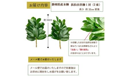 榊 定期便12回 浜松出世榊 本榊 純国産 1対 榊