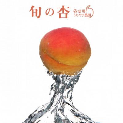 ふるさと納税 長野県 長野県産★旬の杏(あんず)1kg　手作り杏仁豆腐のレシピ付き!