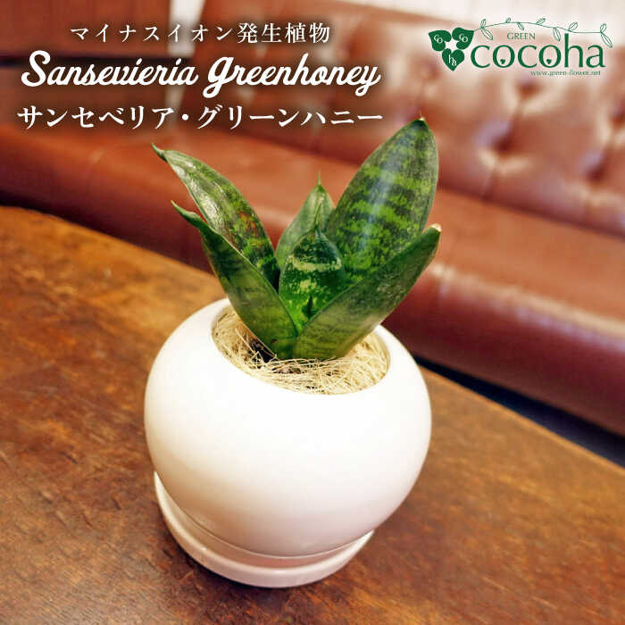 【ふるさと納税】マイナスイオン発生植物『サンセベリア・グリーンハニー』 糸島市 / cocoha [AWB033] 14000円