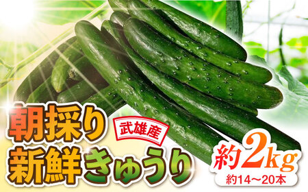 朝採り新鮮きゅうり 約2kg（約14-20本）/株式会社 y's company（utsu和ya）[UDX001]