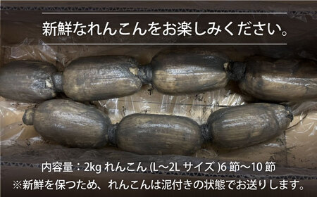 【先行予約 2026年8月〜発送】 泥付きれんこん2kg / れんこん [IAW002]
