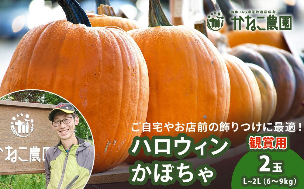 
            【2025年9月末頃より発送】　ハロウィンかぼちゃ 2玉セット 【かねこ農園】
          