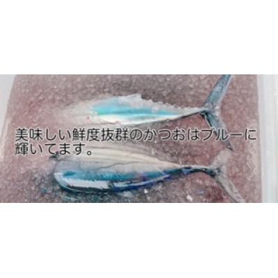 ふるさと納税 南国市 高知沖中土佐久礼かつお冷凍タタキ3節(手焼きわら焼き) |  | 01