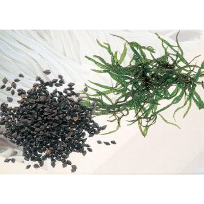 ふるさと納税 十日町市 小嶋屋総本店　布乃利へぎそば15把 |  | 02