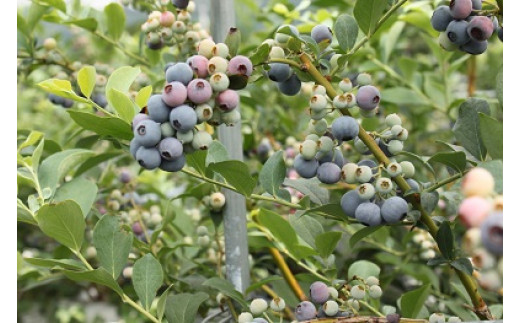 生果ブルーベリー 1㎏ 大粒 フルーツ 果物 くだもの スムージー ジャム 朝食 デザート 特産品 人気 国産 旬 金山パイロットファーム 三重県 熊野市【knpr0006】