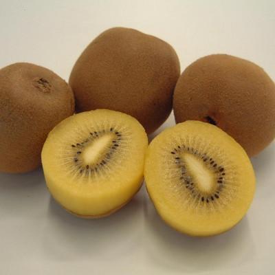 ふるさと納税 香川県 【数量限定500セット】超大玉さぬきゴールドキウイ　約1kg