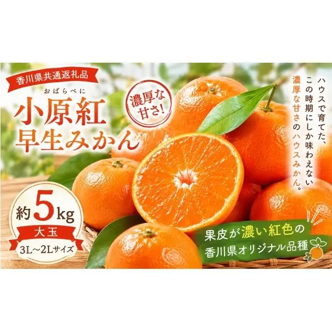 みかん 小原紅早生 大玉 約5kg 3L～2Lサイズ 香川県産 国産 小豆島 瀬戸内 小原紅早生みかん 早生みかん ハウスみかん ハウス栽培 紅みかん 紅色 品種登録 香川県オリジナル 柑橘 かんきつ 果物 冬の果物 大玉みかん 箱買い 小豆島みかん 香川県 土庄町