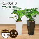 【ふるさと納税】観葉植物 モンステラ 8号サイズ ロングスクエア 陶器鉢植え 【えらべる鉢色：白 or 黒】 / 観葉 植物 インテリア おしゃれ プレゼント / 大村市 / 琴花園[ACYK004]