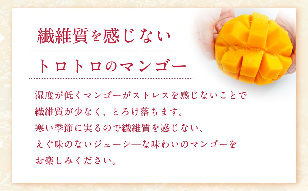 おとふけ産マンゴー「白銀の太陽」Mサイズ×1玉