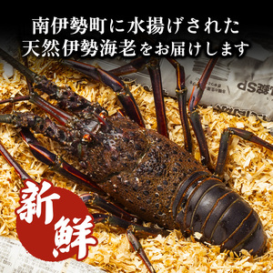 伊勢えび 約500g 産地直送 冷凍 伊勢えび