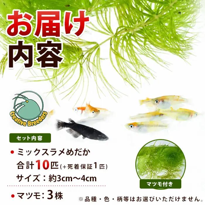 【10営業日以内に発送】ミックスラメめだか10匹+マツモ付き (アクアファームはくと/IB167-007)