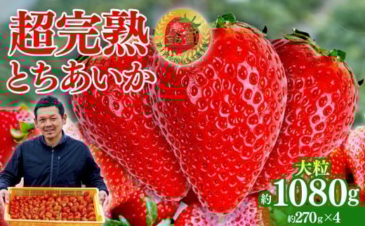 【先行受付：1月中旬以降発送】いちご 「茂木完熟いちご」　美土里農園の朝採れ とちあいか 大粒 約270g × 4パック 合計 約1080g | いちご イチゴ 苺 とちあいか  完熟 果物 甘い あまい フルーツ くだもの 旬 産地直送 栃木県産 美土里農園 栃木県 茂木町