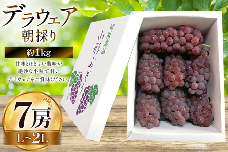 【期間限定発送】 ぶどう 朝採り デラウェア 秀 L～2L 7房 約 1kg [Ｈinataぶどう園 山形県 高畠町 tk06ayt190001] 種無し ブドウ 葡萄 くだもの 果物 フルーツ 産地