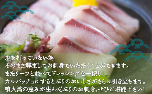 ぶり切身 約200g x 5パック 【2026年10月より順次発送】北海道 噴火湾産