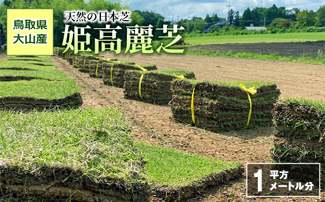
                  YG-03　天然の日本芝「姫高麗芝」1平方メートル分
                