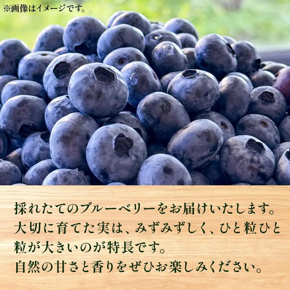ブルーベリー 1kg 秋田県山本郡三種町産