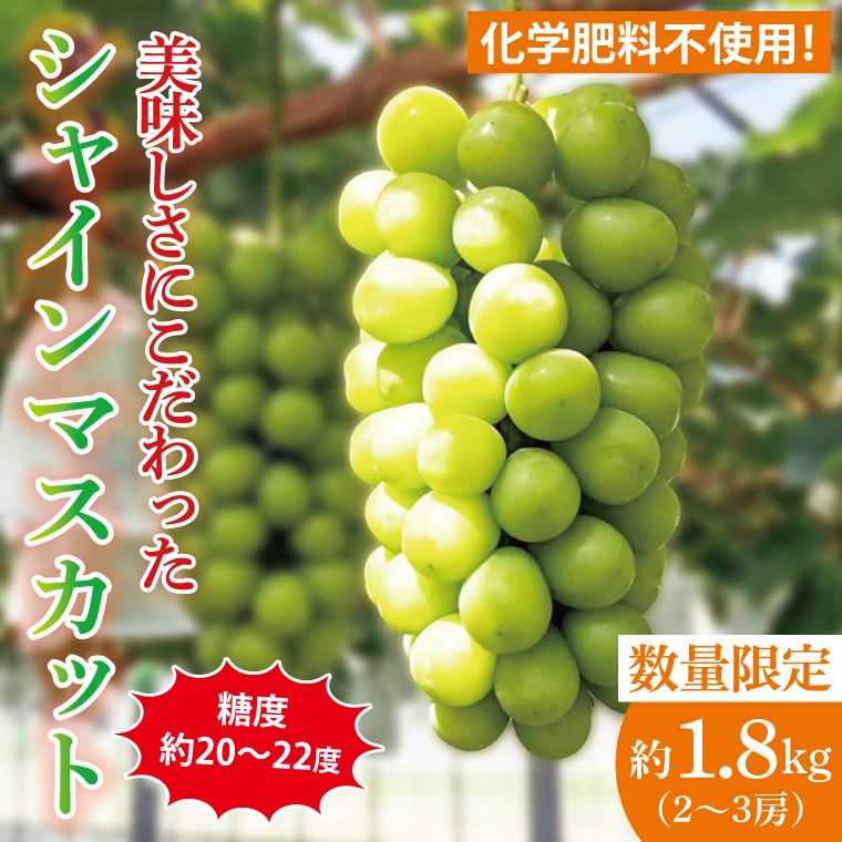 糖度約20～22度！美味しさにこだわったシャインマスカット（約1800g）2～3房  化学肥料不使用 農家直送【葡萄 ぶどう マスカット フルーツ 果物 くだもの 水戸市 水戸 茨城県】（GG-25）