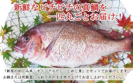 丸ごと鯛一尾 瀬戸内海天然真鯛＆新居浜市特産新居のめぐみ米を使った「新居の鯛めし」4人前