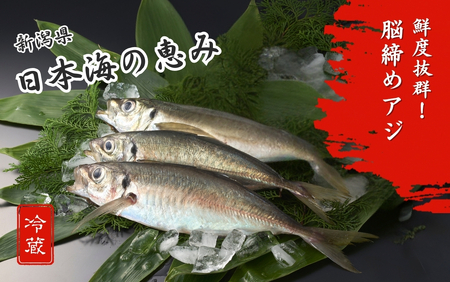 【鮮魚】アジ 脳締め〈内臓なし〉800g以上 | アジ 新潟県 出雲崎町