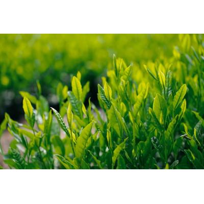 ふるさと納税 岐阜県 粉末茶3種セット(粉末煎茶/粉末ほうじ茶/粉末和紅茶) |  | 03