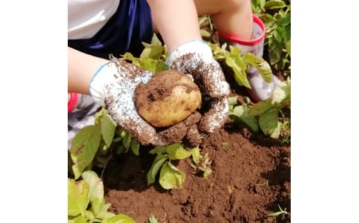 有機JAS認証農園で楽しむ!小橋川ファーム野菜の収穫体験1名様【1666288】