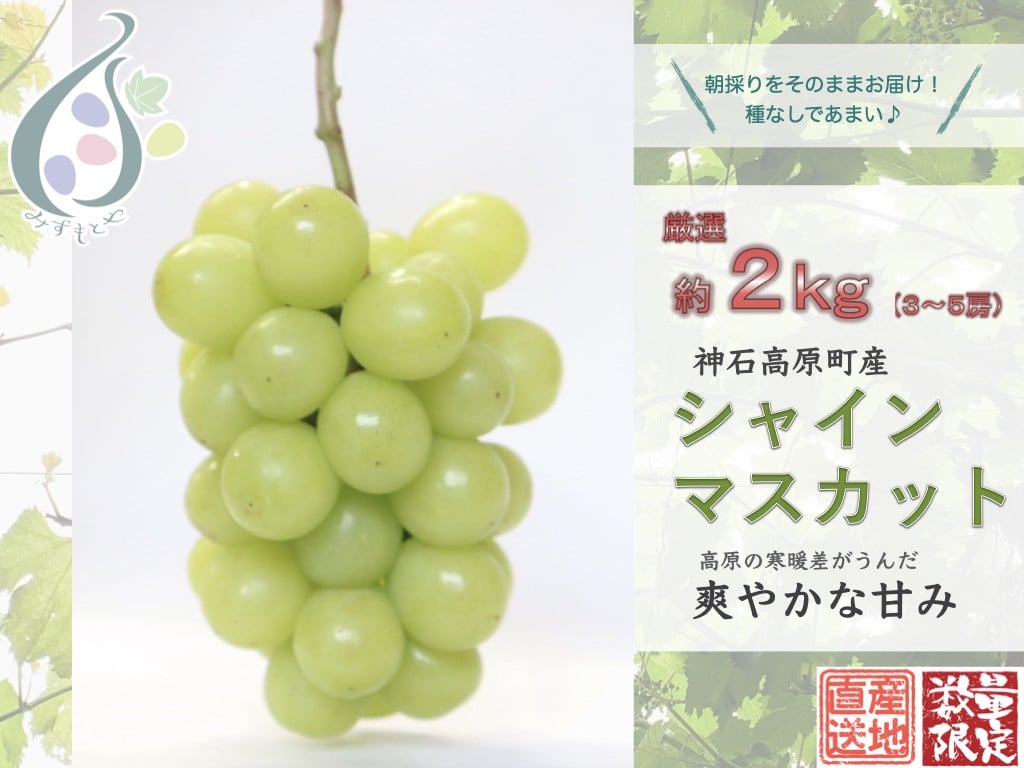 
            【令和8年発送分 / 先行予約】厳選シャインマスカット　約2.0㎏  神石高原町産【みずもとや（田邉）】
          