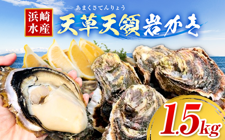 浜崎水産の天草天領岩かき 約1.5kg 《4月上旬‐7月末出荷》 【配送不可地域あり】 海鮮 海産物 海の幸 シーフード 魚貝類 かき 牡蠣 岩かき 岩牡蠣 夏牡蠣 生食用 生もの 濃厚 熊本県 苓北町---d01r605---