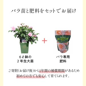 【 イングリッシュローズ 】 デビッド・オースチン つるバラ鉢苗（バラ専用肥料付） 花 バラ 薔薇 ばら インテリア ガーデニング フラワー つるバラ鉢苗 鉢苗 植物 薔薇苗 フラワー 初心者【025