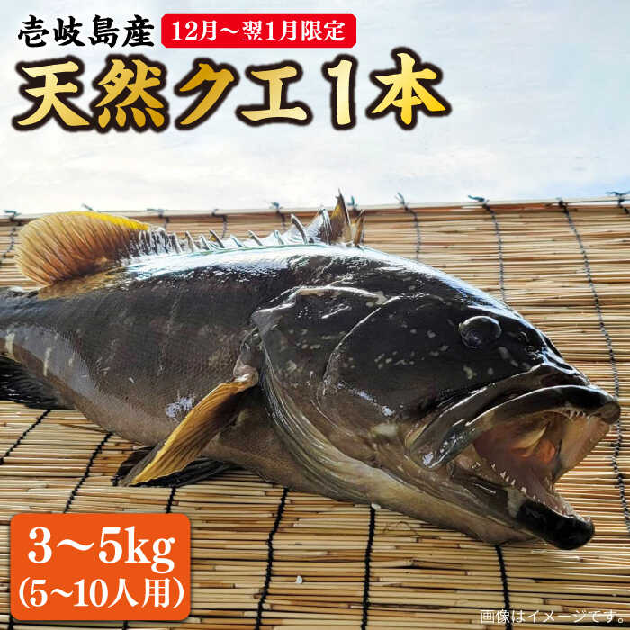 【ふるさと納税】【12月〜翌1月限定】 天然 クエ 丸もの 1本 3〜5kg（鍋・刺身 5〜10人用）《壱岐市》【丸和水産】 [JCJ024] クエ くえ 海鮮 鮮魚 魚介 刺身 刺し身 お刺身 クエ鍋 くえ鍋 鍋 100000 100000円 10万円