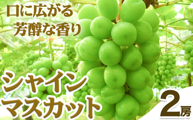 
            【先行予約】シャインマスカット 岡山 2房 700g 以上《2026年9月上旬-9月下旬頃出荷》岡山県 笠岡市 石丸葡萄農園 大粒 種無し マスカット 葡萄 ぶどう フルーツ 果物 旬 極上 朝採れ 岡山 笠岡
          