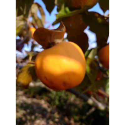 ふるさと納税 橋本市 吊るし柿用生渋柿(百目柿、江戸柿)　12〜18個入り |  | 01